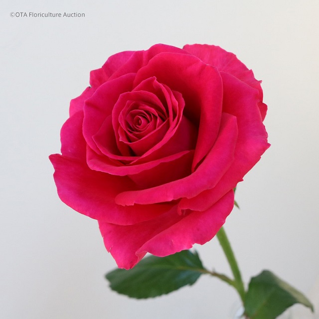 濃いピンクのバラ