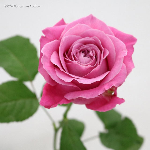 ミディアムピンクのバラ