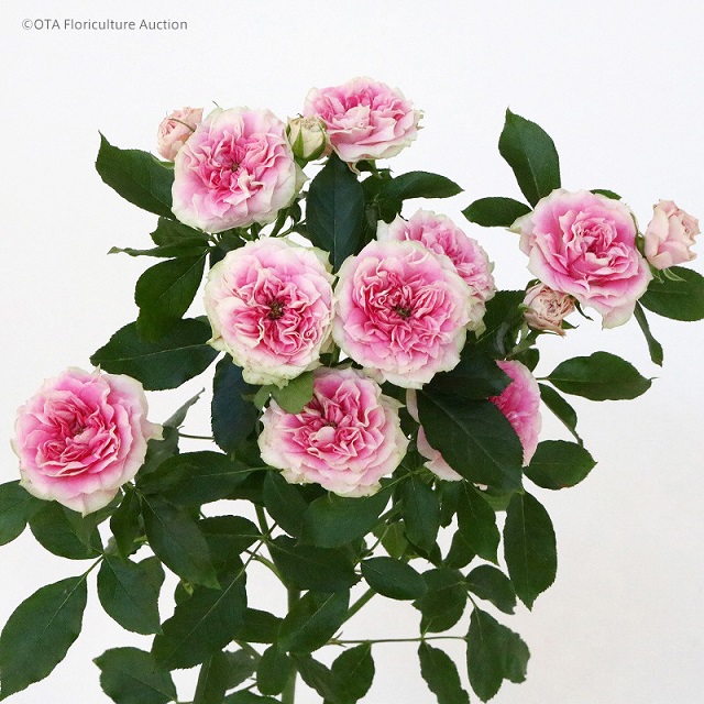 ピンクのバラの花言葉 愛情の意味を込めたプレゼントにおすすめ セキララゼクシィ
