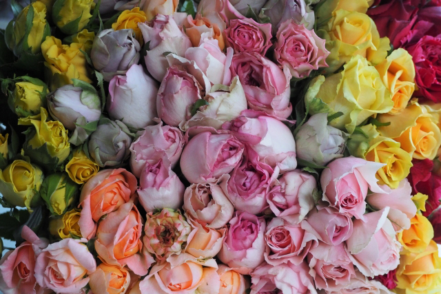 「108本のバラ」の花言葉＆意味！プロポーズの花束にぴったり