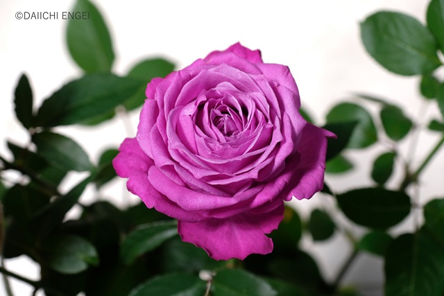 高貴な色といわれる紫色の薔薇が与えるイメージ