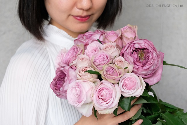 本数別バラの花言葉：感謝や敬意の気持ちを伝えたいなら