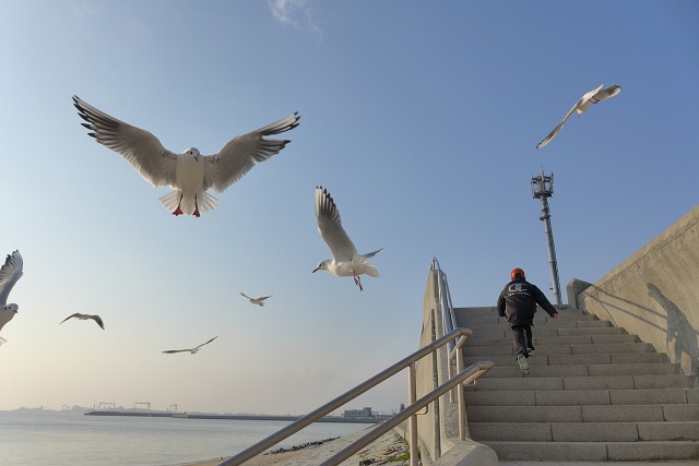 吉夢10.鳥が飛ぶ夢