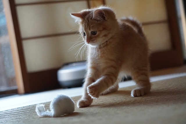 猫が遊ぶ夢