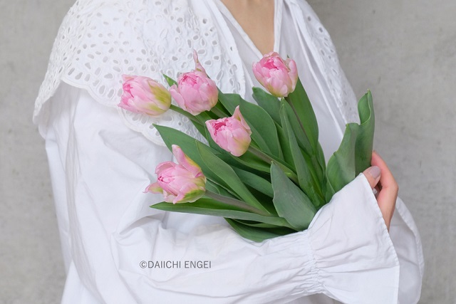 ピンクのチューリップ「愛の芽生え」