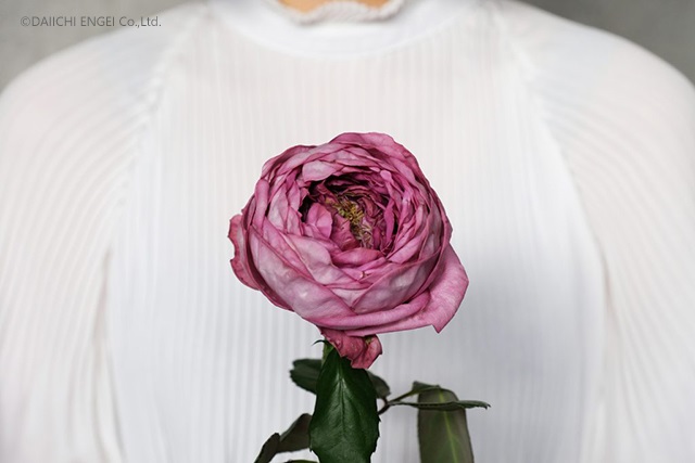 バラ（薔薇）全体の花言葉