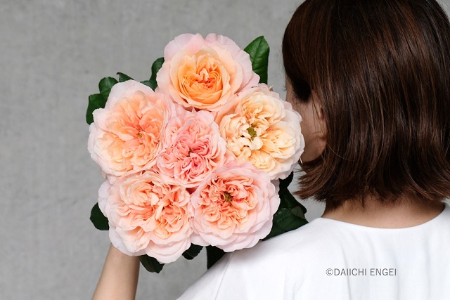 バラ（薔薇）には、悪い意味を持つ本数もある？