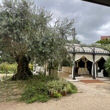 小笠原伯爵邸の画像｜大きなオリーブの木