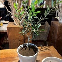FUNATSURU KYOTO KAMOGAWA RESORT （国登録有形文化財）の画像｜オリーブ植樹を行い、ゲストの方に土を入れてもらいました。