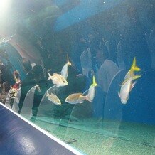 品川プリンスホテルの写真｜挙式会場（水族館）ゲスト席からの眺め