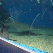 品川プリンスホテルの写真｜挙式会場（水族館）ゲスト席からの眺め