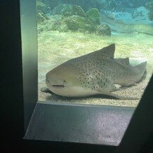 品川プリンスホテルの写真｜挙式会場（水族館）ゲスト席からの眺め