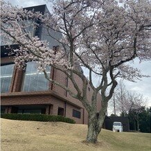 日本平ホテルの画像｜庭の桜の木が満開に咲いておりました。