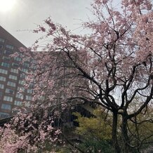 ホテル椿山荘東京の画像｜庭園には桜の木があり、ちょうど満開でした。