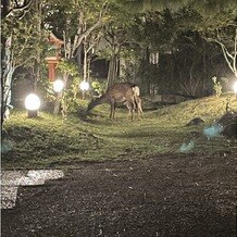 奈良ホテルの写真｜ホテル駐車場
時々鹿がいます。