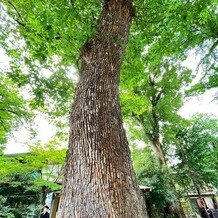 阿佐ヶ谷神明宮の写真｜その他｜2025-05-15 22:05:30.0ちゃみするさん投稿