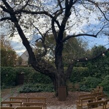 ラ・クラリエールの画像｜桜の木