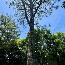 ＢＡＲＮ＆ＦＯＲＥＳＴ（バーン　アンド　フォレスト）の写真｜ガーデンウエディングも可能。
ガーデンにある大きな木