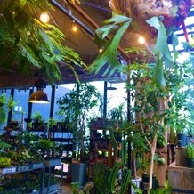 ＭＥＤＩ（メディー）の画像｜たくさんの植物に囲まれる屋内挙式