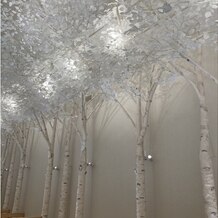 トリフォーリア ＮＡＧＯＹＡの画像｜白樺の木