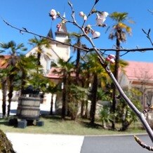 レストラン　レアルドールの写真｜桜の木があるんですよ！式場内に桜が咲くなんて、すごい！私たちが行った時は、まだツボミでした。