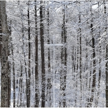 ニドムリゾートウエディング:スペシャル3大特典付き!!【~4月限定プラン】: