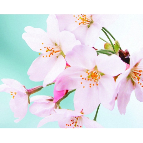 TOMITA:←初桜　◇出会った頃の初々しい気持ちを薄紅の桜でイメージ