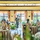プリムローズのフェア画像