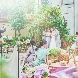 プリムローズのフェア画像