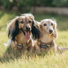 ダイワロイネットホテル和歌山:NEW★愛犬と一緒に挙式＆フォトウェディングが叶う新プラン