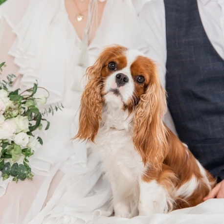 BRIDALFORT（ブライダルフォート）：大切なペットと一緒に《1組貸切×ガーデン邸宅》ペット婚を満喫