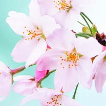 宝飾・時計　ヤマモト_←初桜　◇出会った頃の初々しい気持ちを薄紅の桜でイメージ