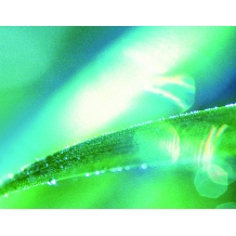 宝飾・時計　ヤマモト:←朝葉　◇成長していく瑞々しい新緑の葉を、ひねりのあるラインで表現