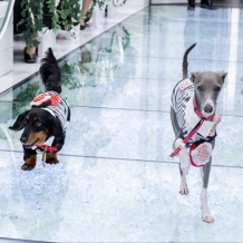 バリテラスCoCo金沢:【大切なペットと叶える最幸の一日♪】家族の一員と一緒に結婚式*オールシーズンOK＞＞＞30名162万