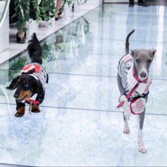 バリテラスCoCo金沢:【大切なペットと叶える最幸の一日♪】家族の一員と一緒に結婚式*オールシーズンOK＞＞＞30名162万