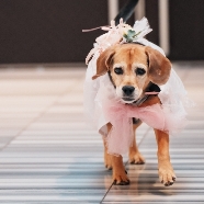 アークリッシュ豊橋：【大切なペットと一緒のW】人気演出×牛フィレオマール試食