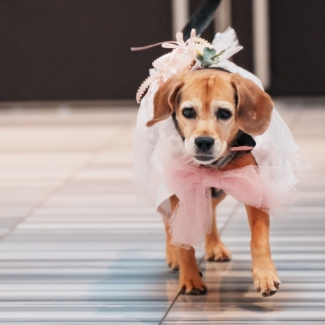 アークリッシュ豊橋：【大切なペットと一緒のW】人気演出×牛フィレオマール試食