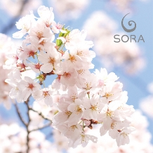 SORA 札幌店:MAISAKURA：舞桜