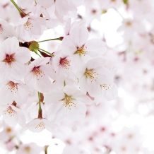 SORA 札幌店:MAISAKURA：舞桜