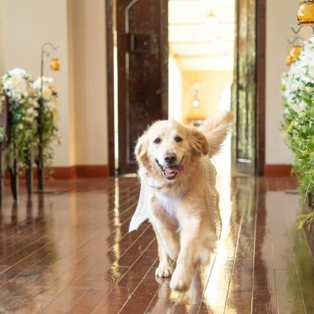 ザ・ハウス・オブ　ブランセ：◆リングドッグ大歓迎◆大切な家族と過ごすwedding相談会