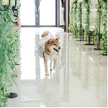 スタイリッシュウェディング　ヴィーナスコート　佐久平のブライダルフェア画像