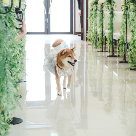 スタイリッシュウェディング　ヴィーナスコート　佐久平：【愛するペットと自由W】愛犬料理特典付！ペットW相談×試食会