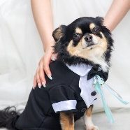 ワン・ステーションホテル熊本(ONE STATION HOTEL KUMAMOTO):【ペット婚ご検討の方】愛犬と2泊3日★大切な家族と叶える結婚式