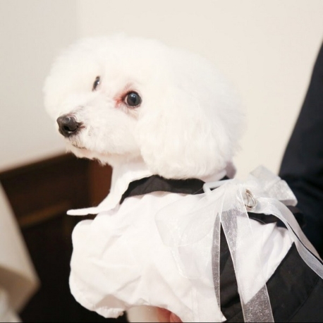 定禅寺ガーデンヒルズ迎賓館：【ペット婚もOK】愛犬と叶えるガーデンW×最大100万円優待