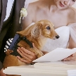 《大切な愛犬・愛猫とのご結婚式をご希望の方向け》「15mのバージンロードでのリングドッグを記録に残したい！」「緑溢れるガーデンでペットと一緒に写真を撮りたい！」などかわいい演出でゲストもほっこり♪