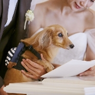 THE BELLCLASSIC KOFU(ベルクラシック甲府):【リングドッグOK】大切な家族と過ごすペットwedding相談会