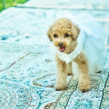 ロザンジュイア 広尾迎賓館:【愛犬愛猫と一緒に】一軒家貸切ペットwedding◆挙式＆会食プラン(20名173万円→99万円)