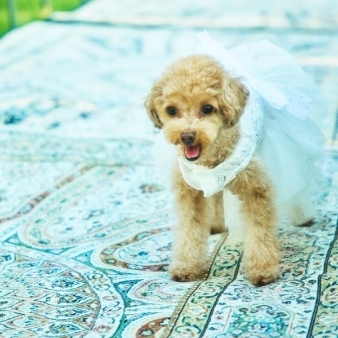 ロザンジュイア 広尾迎賓館:【愛犬愛猫と一緒に】一軒家貸切ペットwedding◆挙式＆会食プラン(20名173万円→99万円)