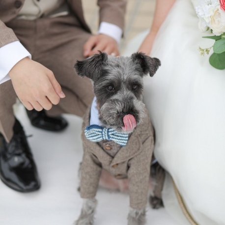 神戸ポートピアホテル：【大切なペットと過ごす特別な一日】ペットフレンドリーＷ相談会