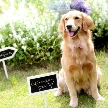 マリエール山手(セント・リージェンツ大聖堂)：【愛犬と一緒にW！】チャペル＆ガーデン体験フェア